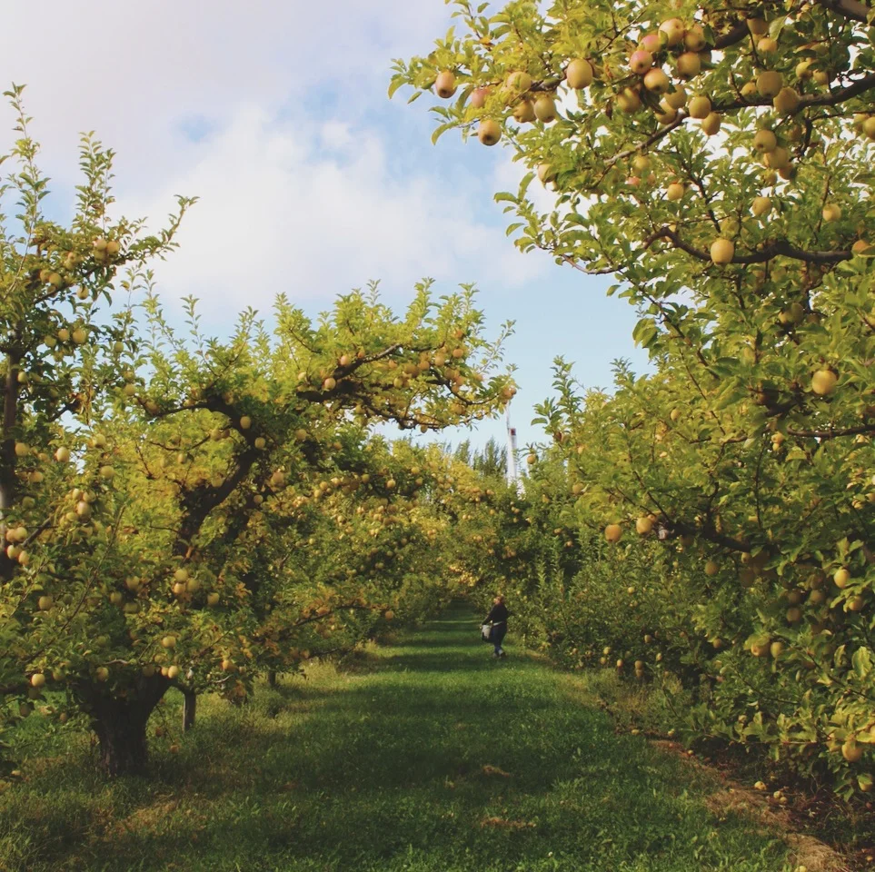   I was curious why we'd come so far from Seattle for these particular apples since I had gone u-picking closer to home earlier in the year. Rebecca Staffel, owner of Deluxe Jam and teacher for part two of apple class, noted the quality and flavor of
