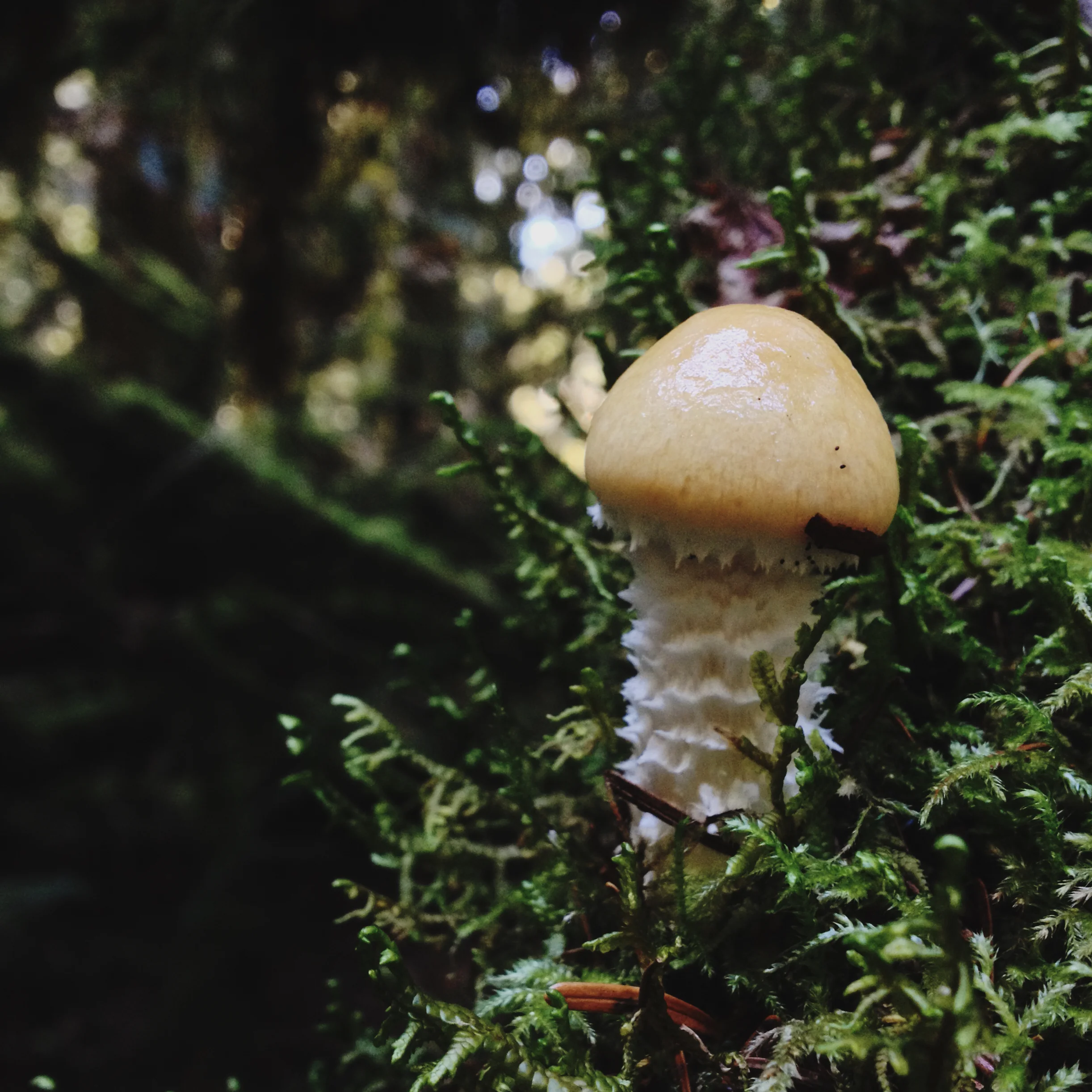 Hell's Crossing Camping & (Unsuccessful) Mushroom Hunting