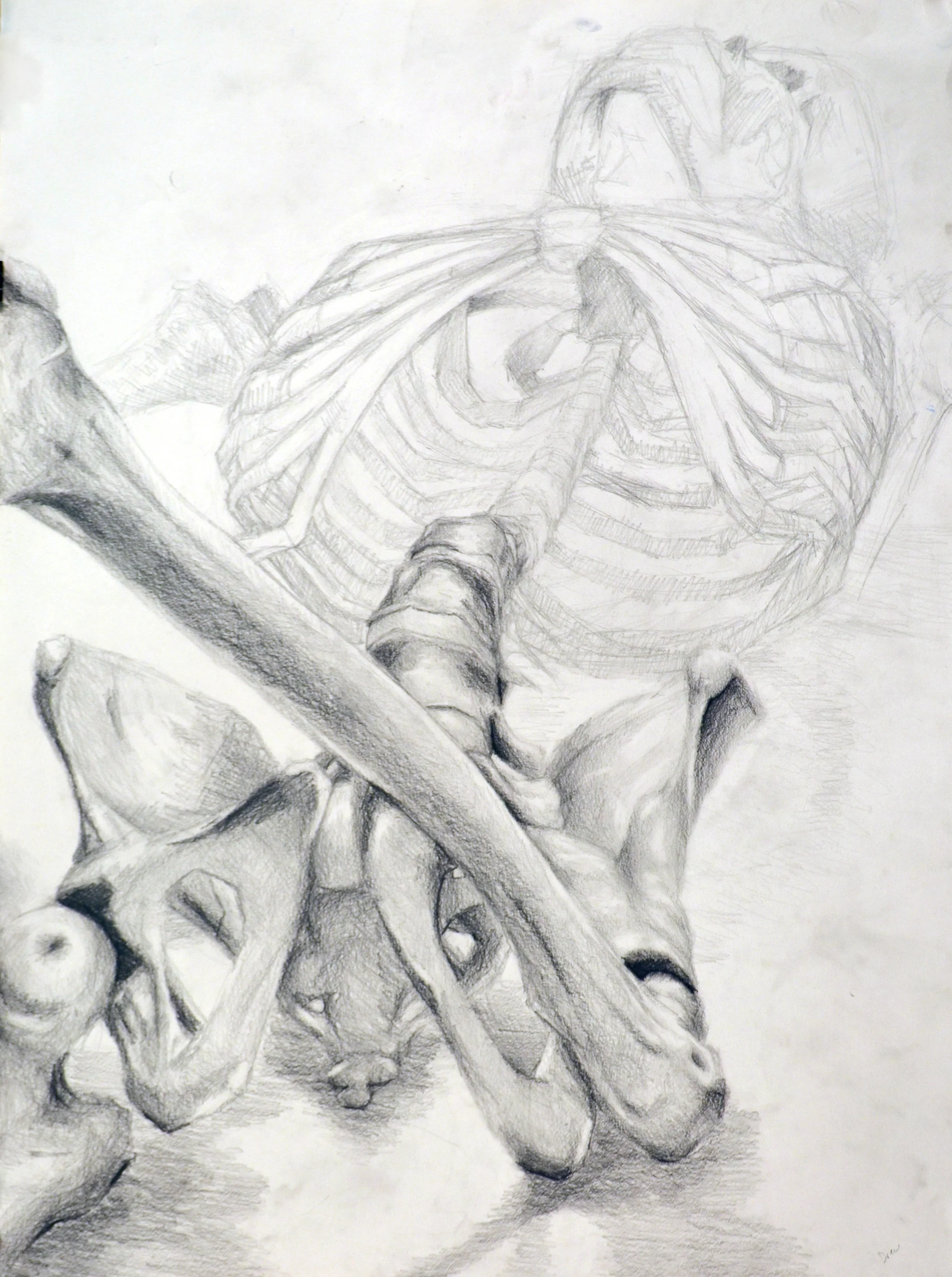 Anatomy and Structure course. Pencil on paper.