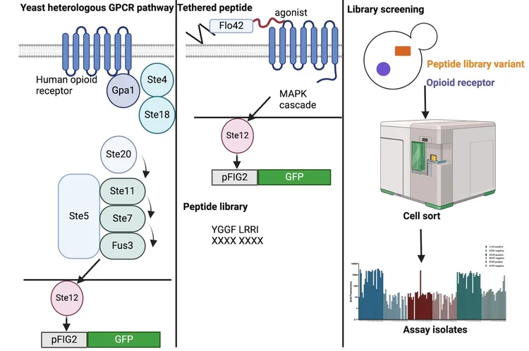 Data Summary: GLP-1 Use and Pregnancy Outcomes