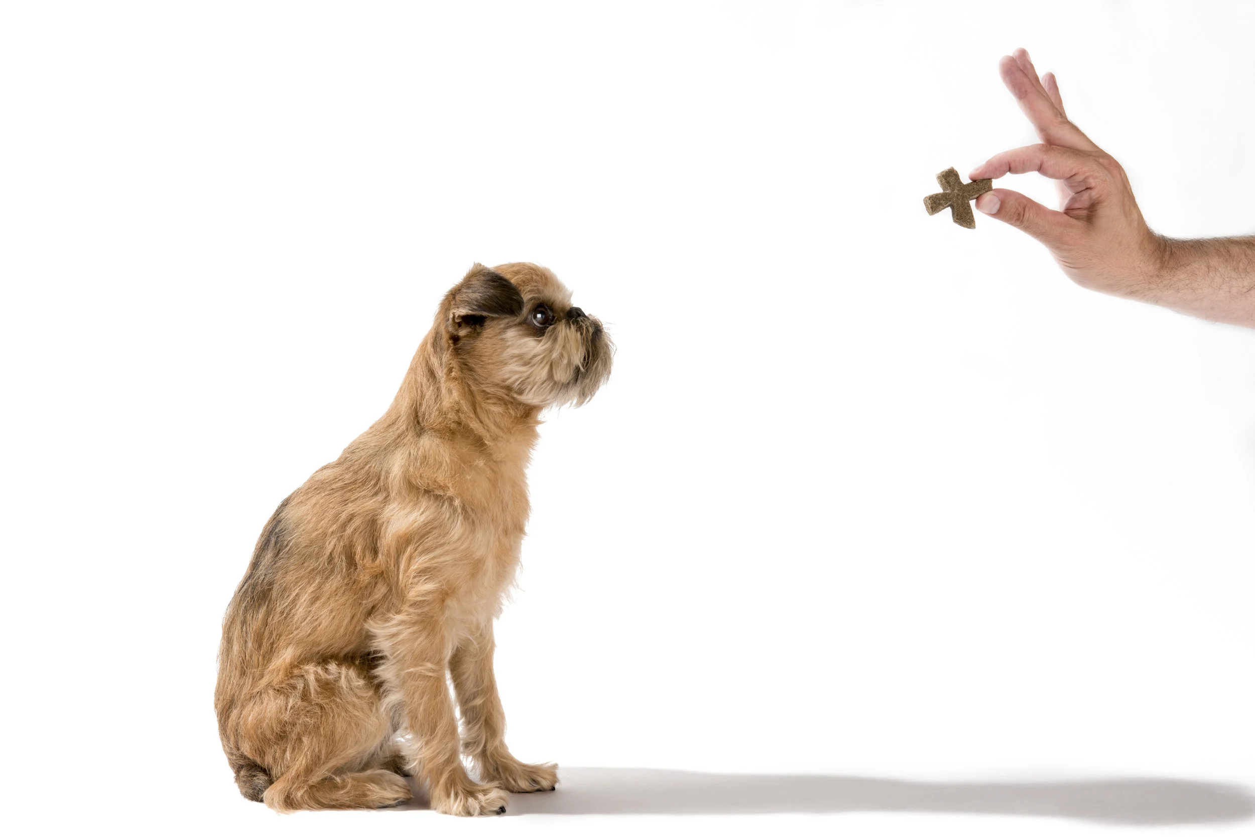 MrDog-236-Edit.jpg