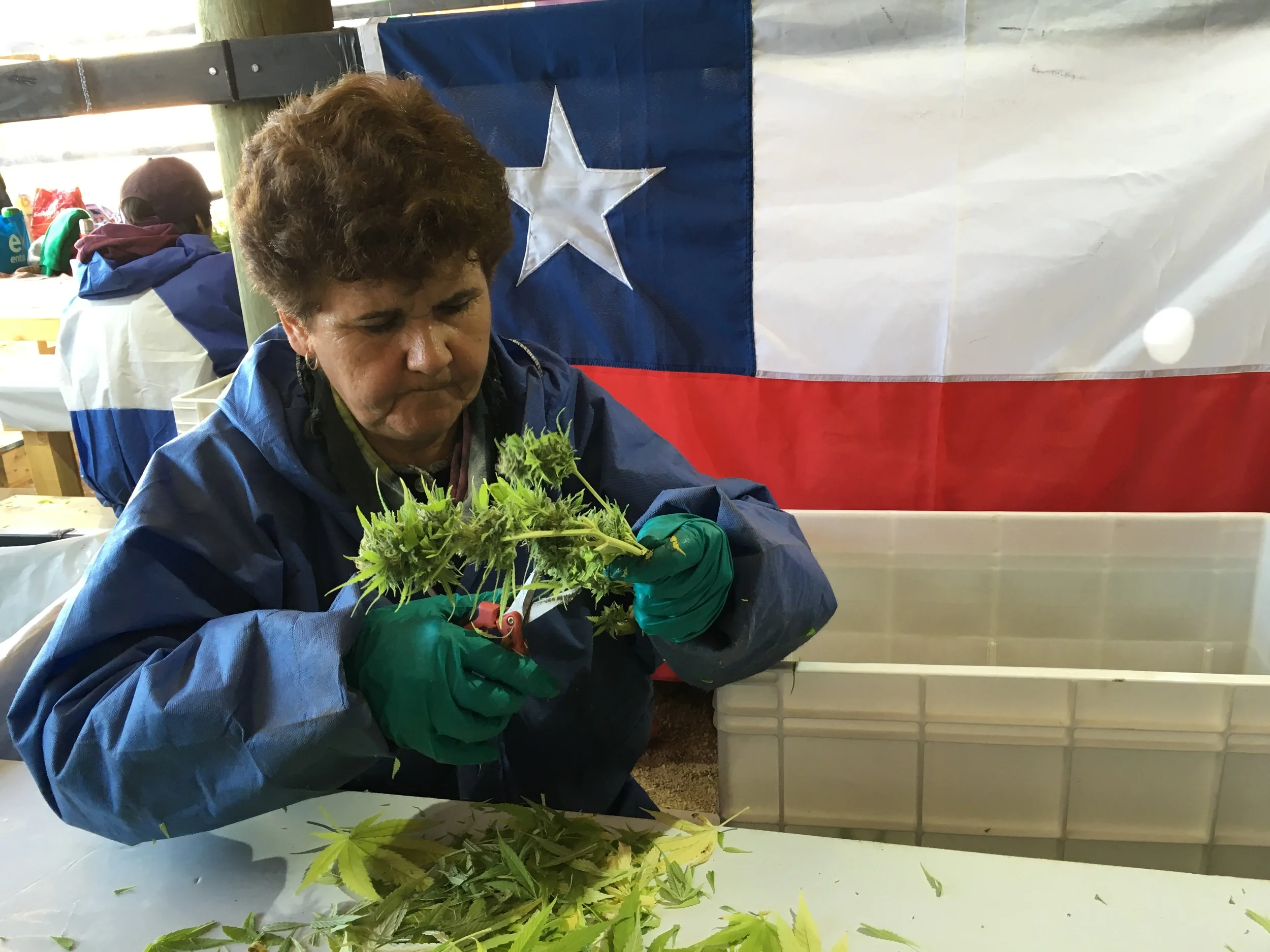 Uma trabalhadora da região de Colbún apara um ramo de cannabis