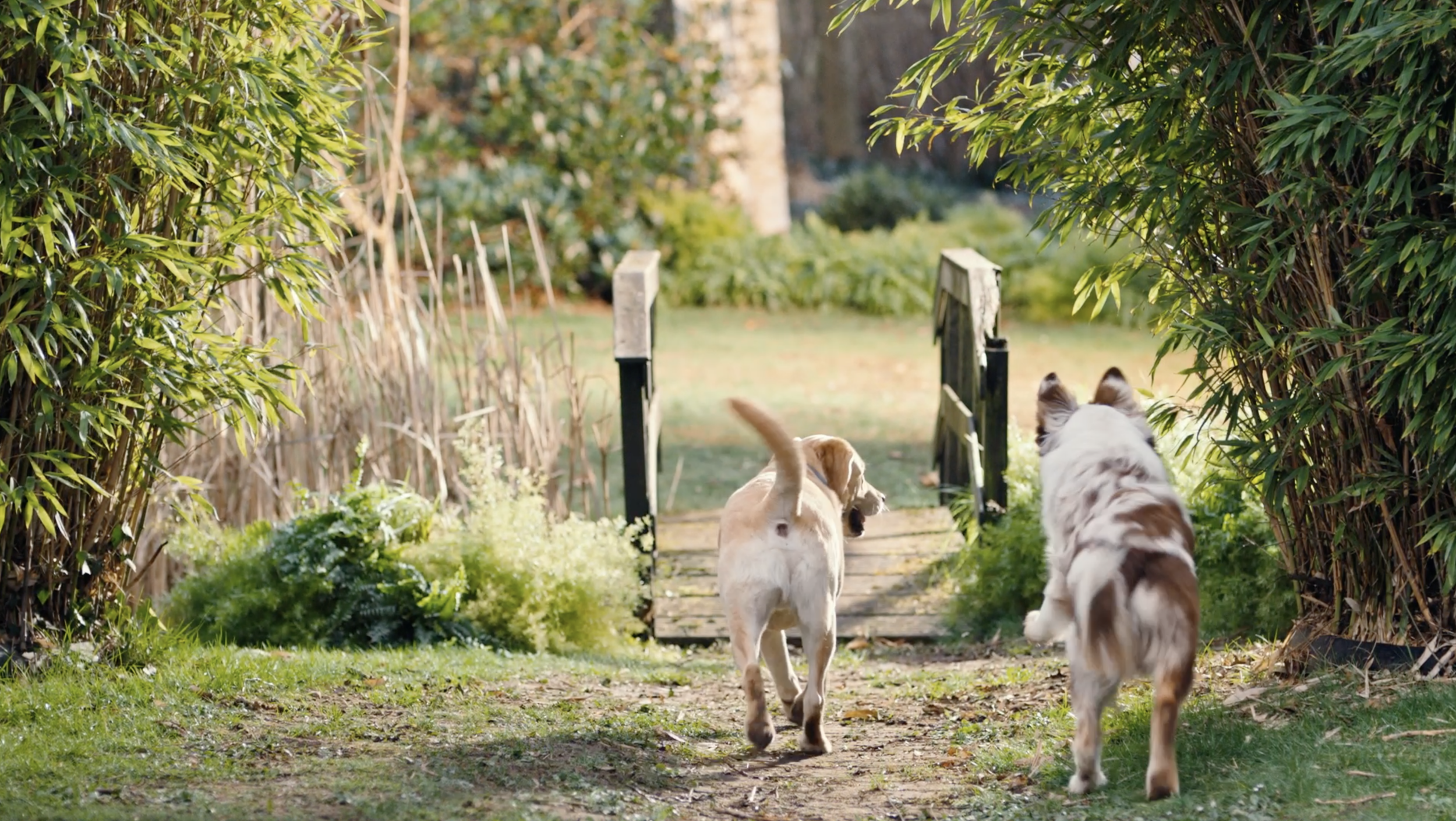 The flirt image 3 - Beaphar