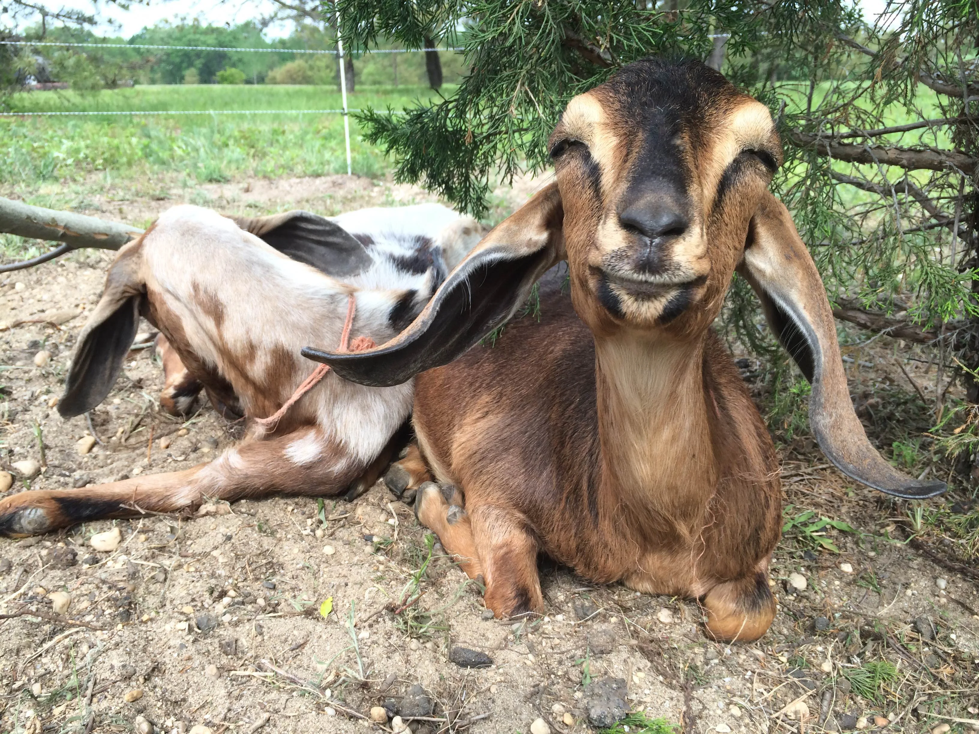 Chew On This: Goats Eat Through Invasive Problem