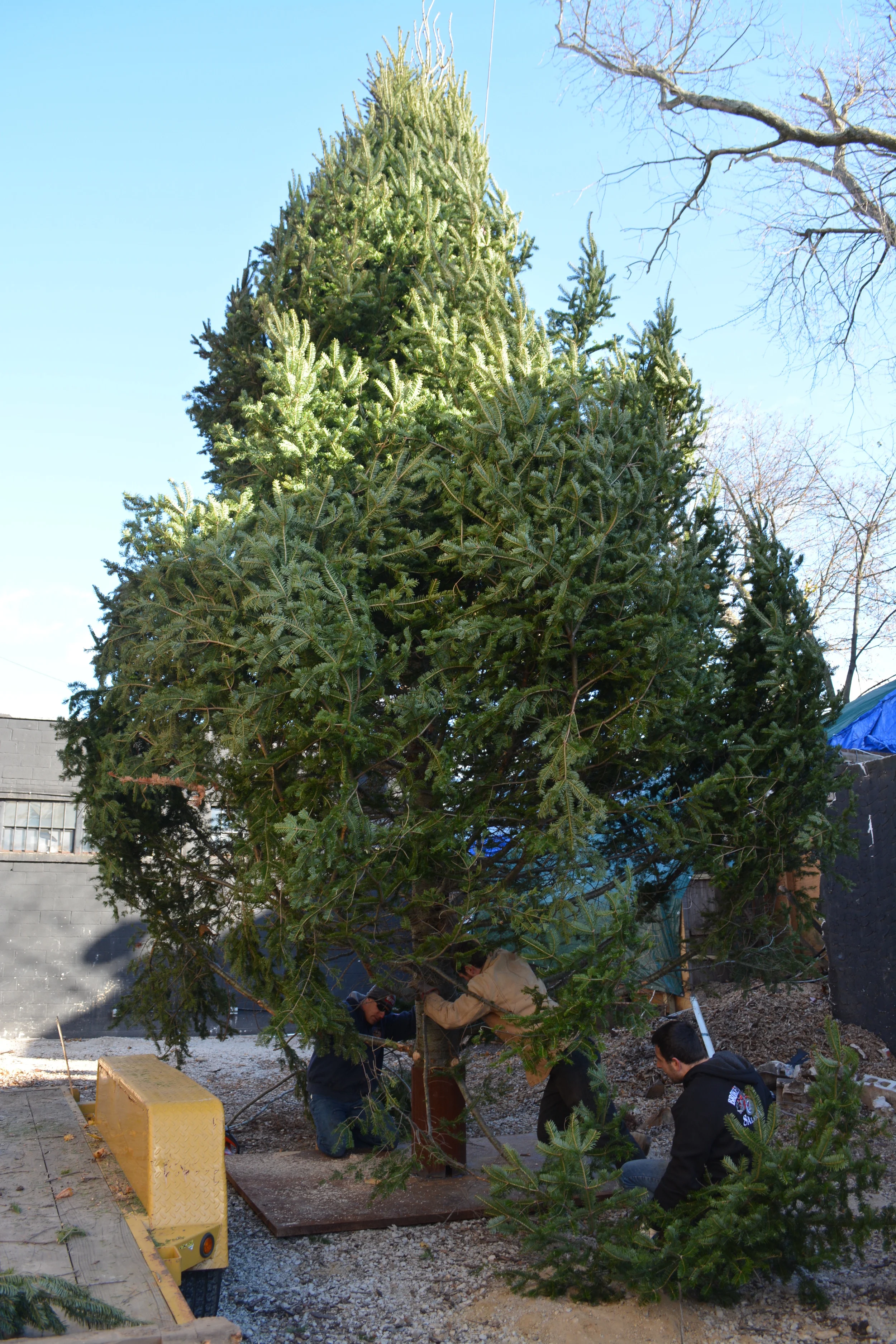 Wall Street Holiday Tree Arrives In Huntington 