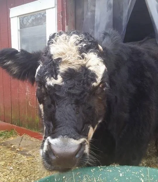 Meat-Free And Making Green