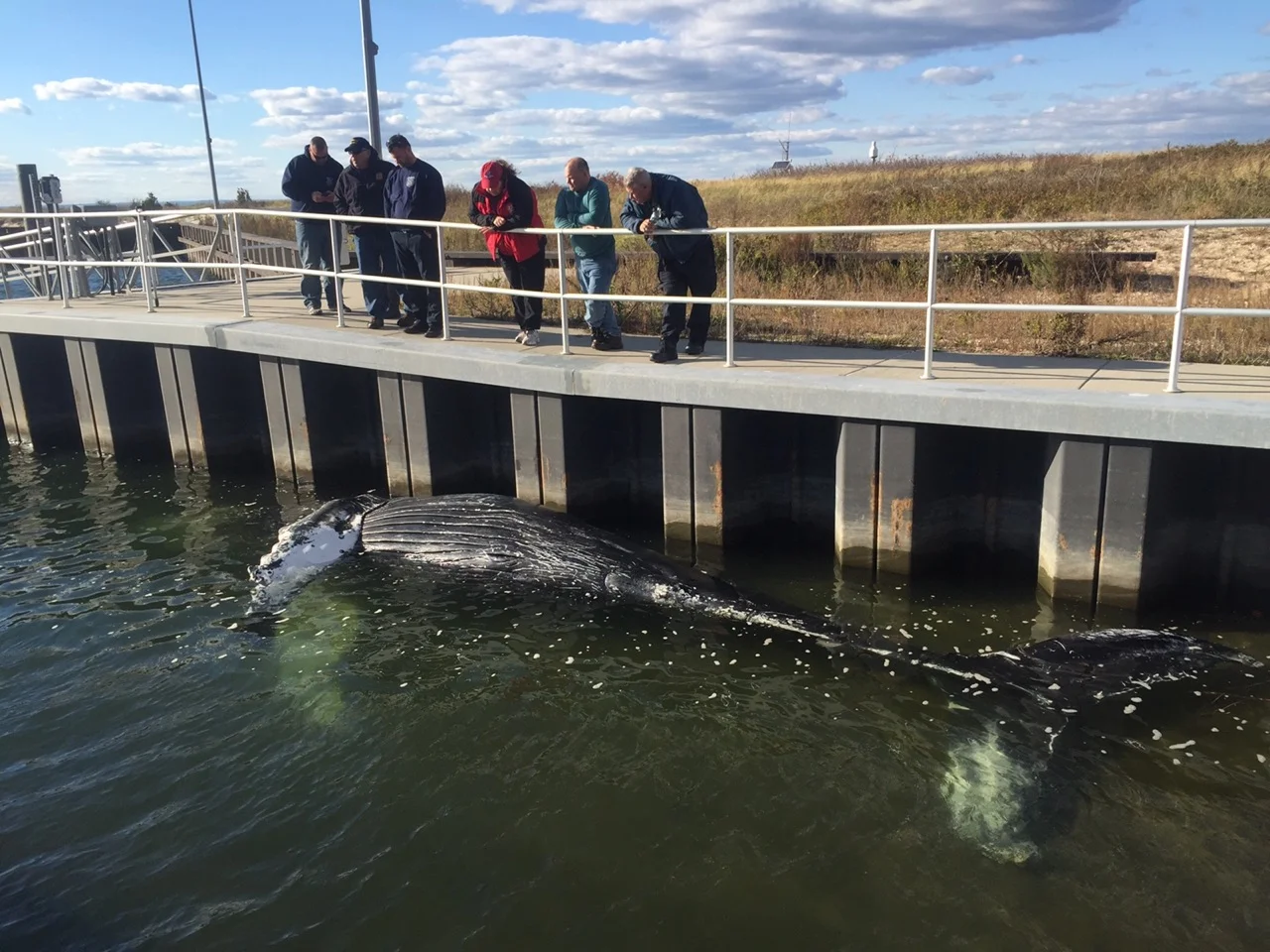 Dead Humpback Whale Found Off Lloyd Harbor