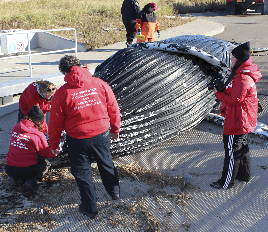 Signs Of Blunt Force Trauma To Dead Whale