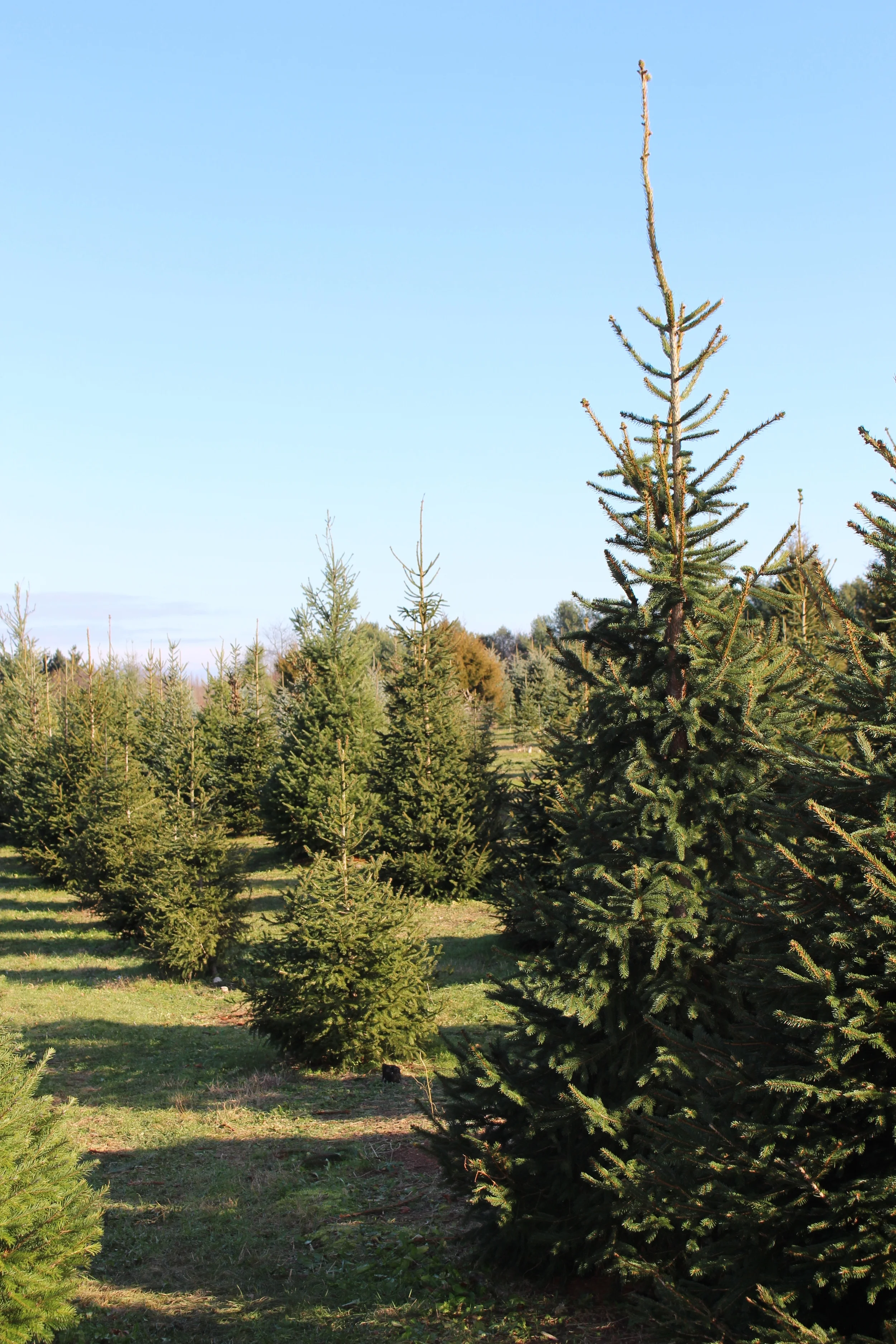 Where To Get A Christmas Tree