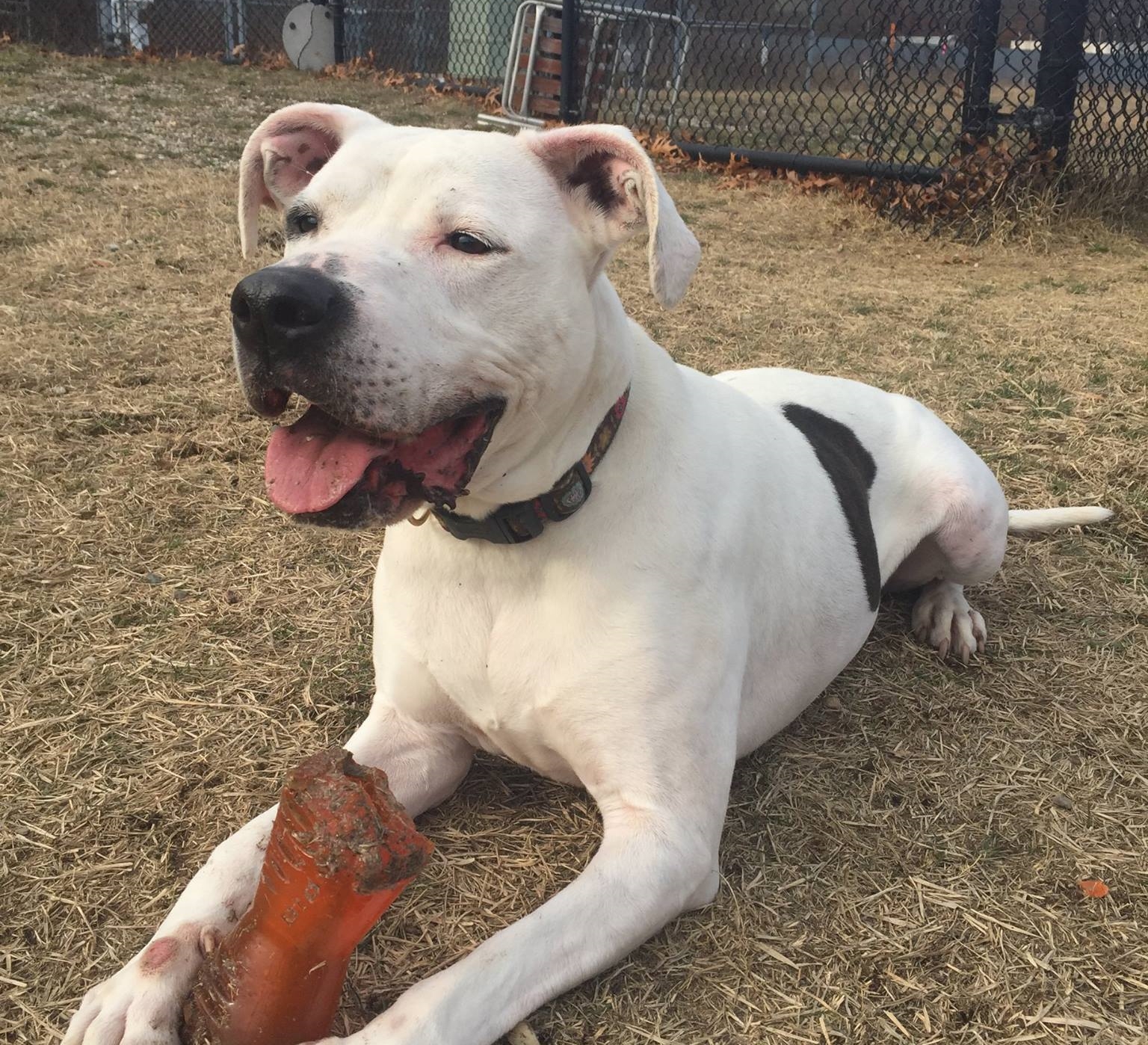 Adoption Fees Waived For ‘Dog Of The Week’