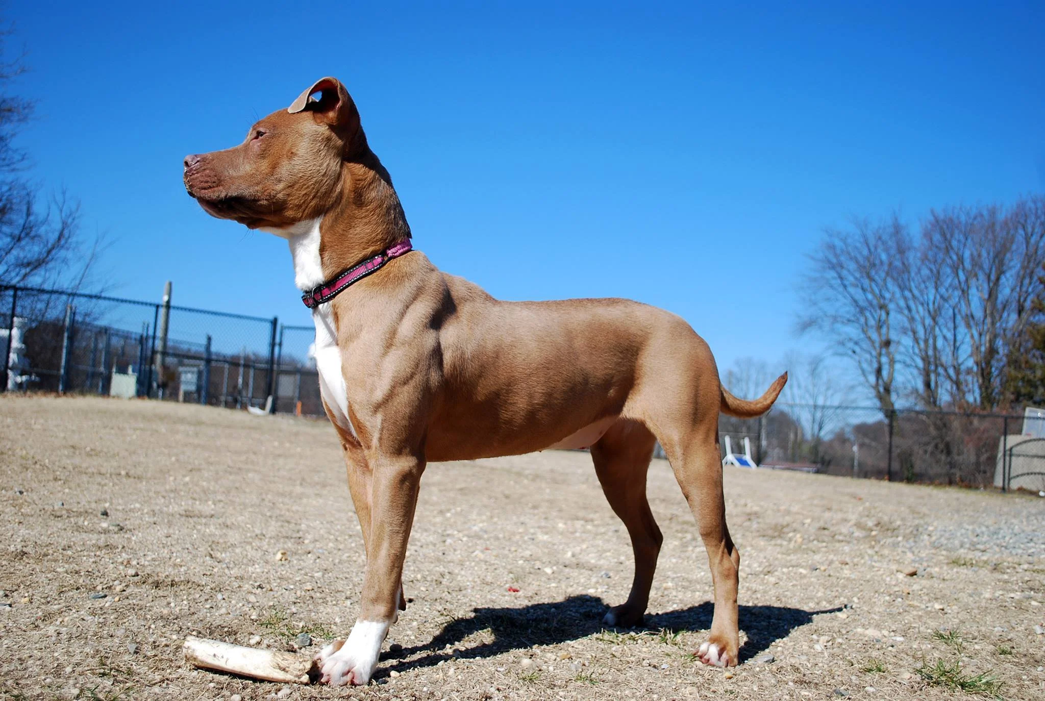 Free Adoption Event To Launch ‘Give A Dog A Dream’