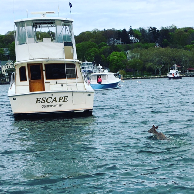 It is only fitting for a deer to swim past a boat named ESCAPE during its swim across Northport Harbor to the Centerport Yacht Club, which several Northport Park goers witnessed on Friday. Photo by Dave Weber