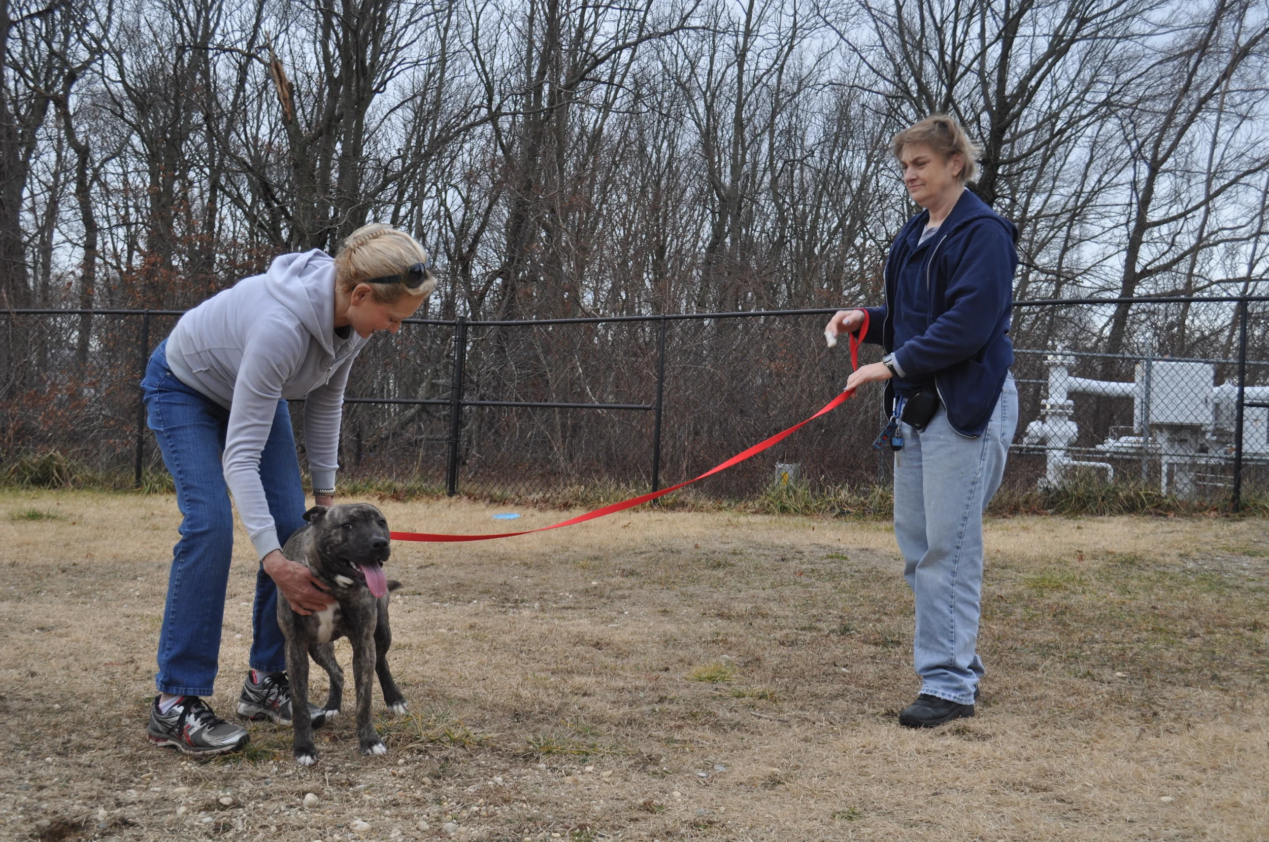 Town Board Wants To Revamp Huntington Animal Code