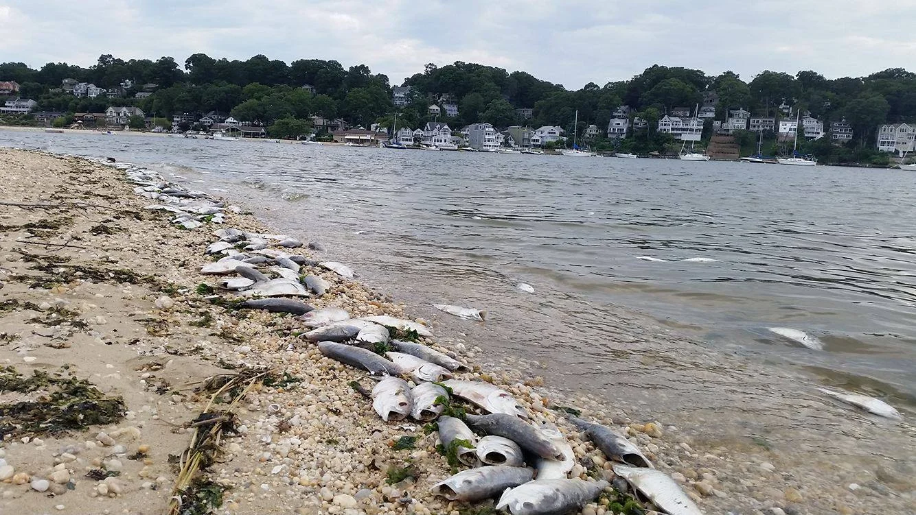 10,000 Dead Fish Wash Up In Centerport