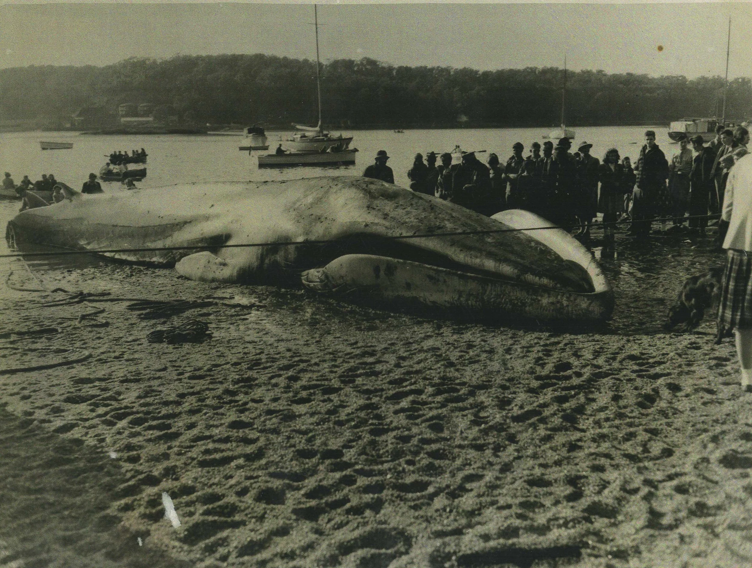 Historians To Commemorate  Anniversary Of Whale  Washing Up In Harbor