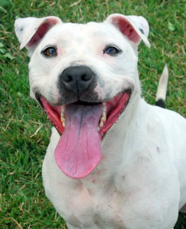 ‘Pit Bull Awareness Month’ Brings Free Adoptions