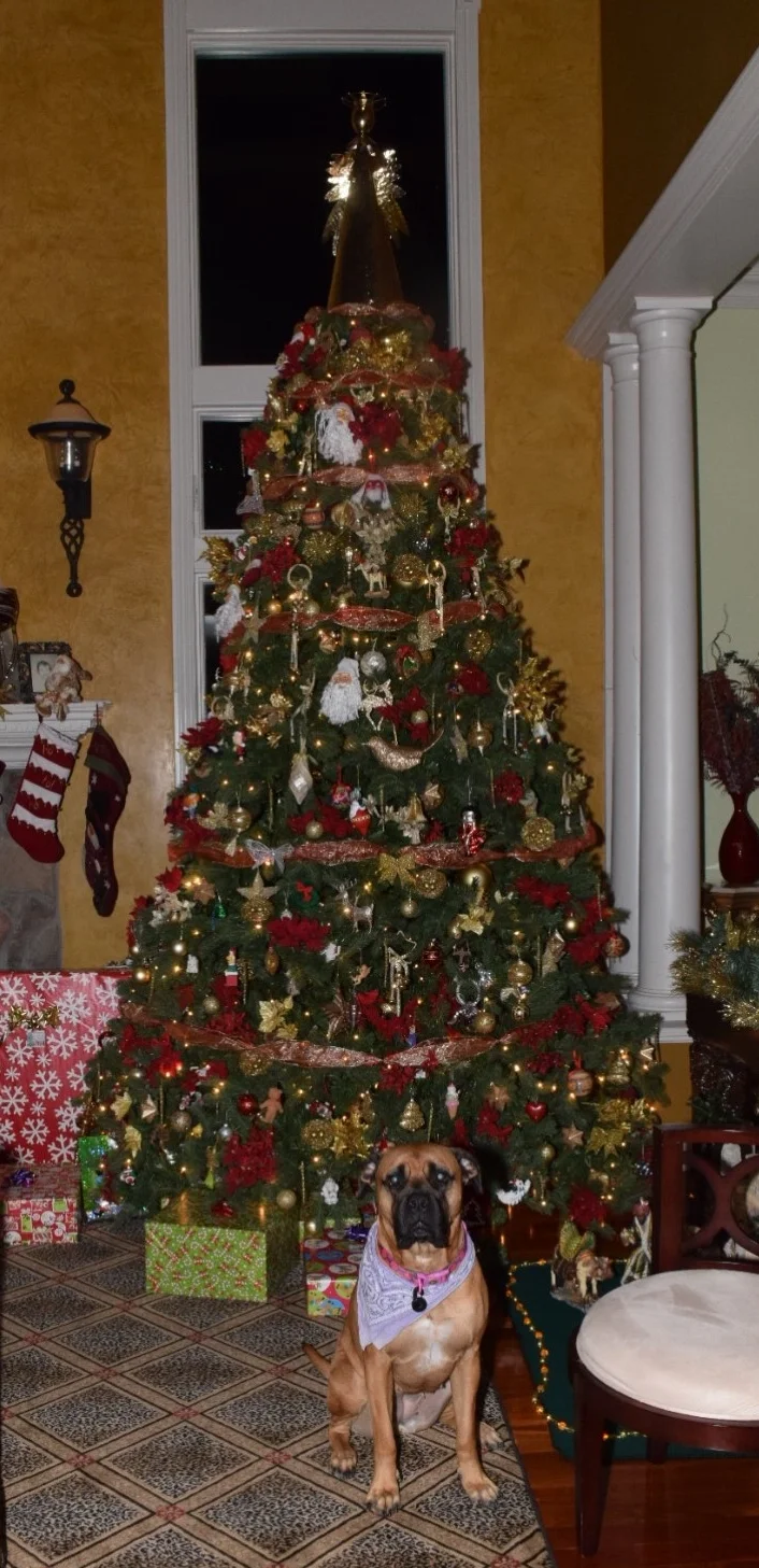  Best Tree Morales Family Dix Hills 