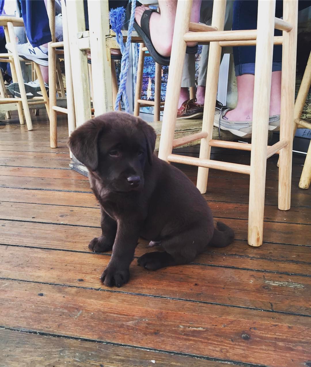   Photo/Facebook/@WhalesTaleNPT  Whales Tale in Northport is a pup-friendly seafood restaurant and bar. 