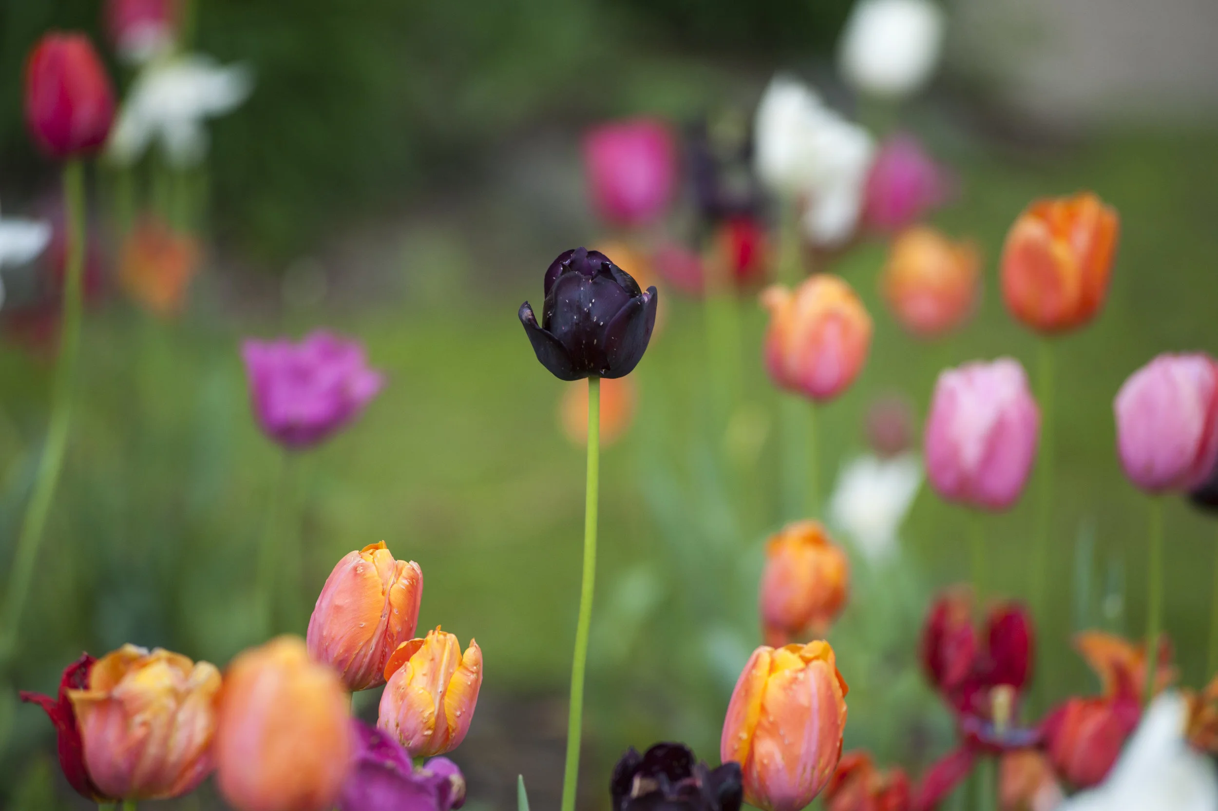 Tulip Fest Sprouts Up In Heckscher