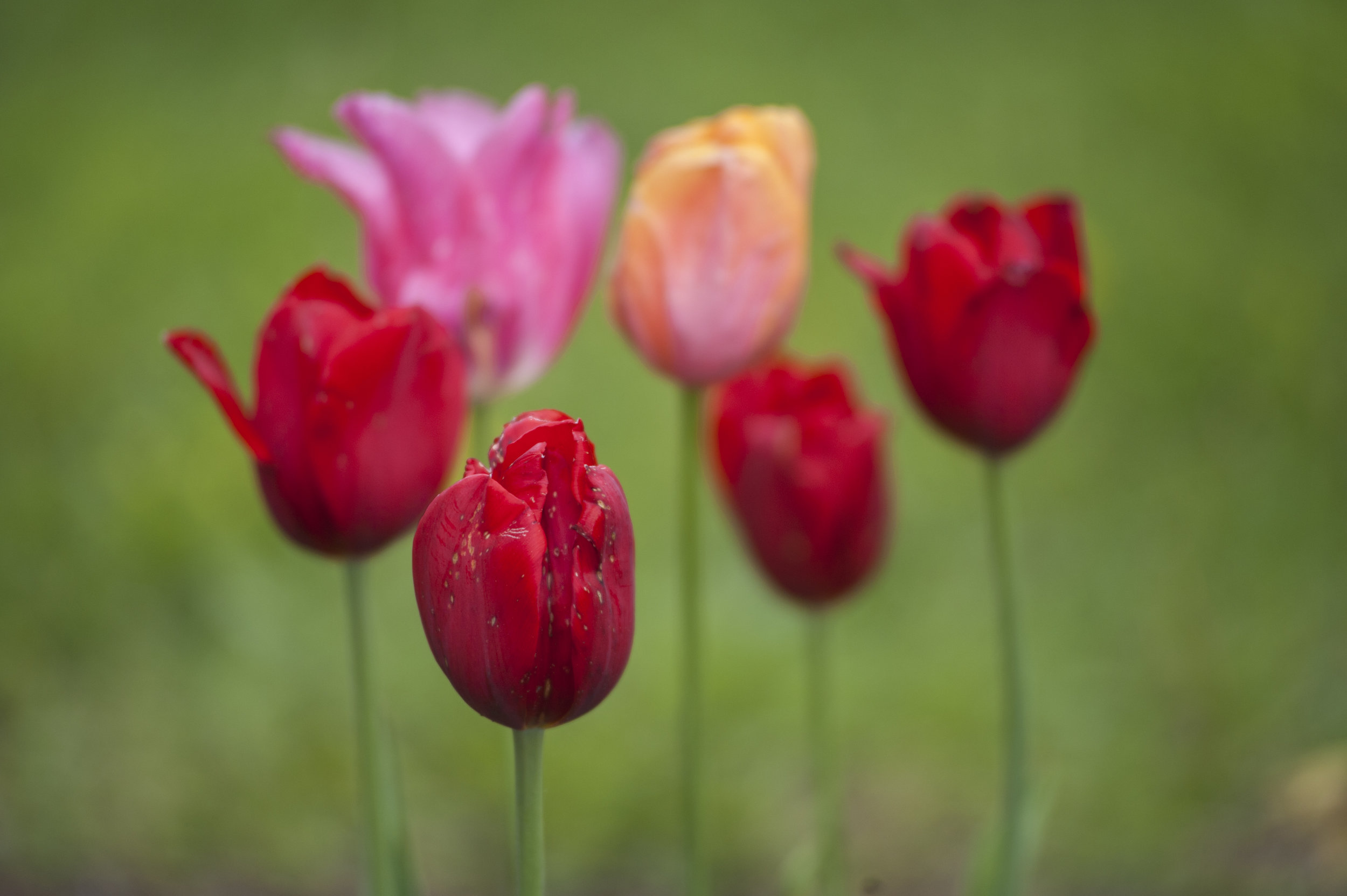 Close-ups of some of the colorful tulips throughout Heckscher Park, where more than 20,000 flower blossoms could be enjoyed. 