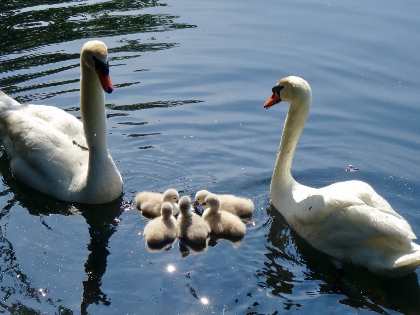 Meet Heckscher’s Newest Swan Family