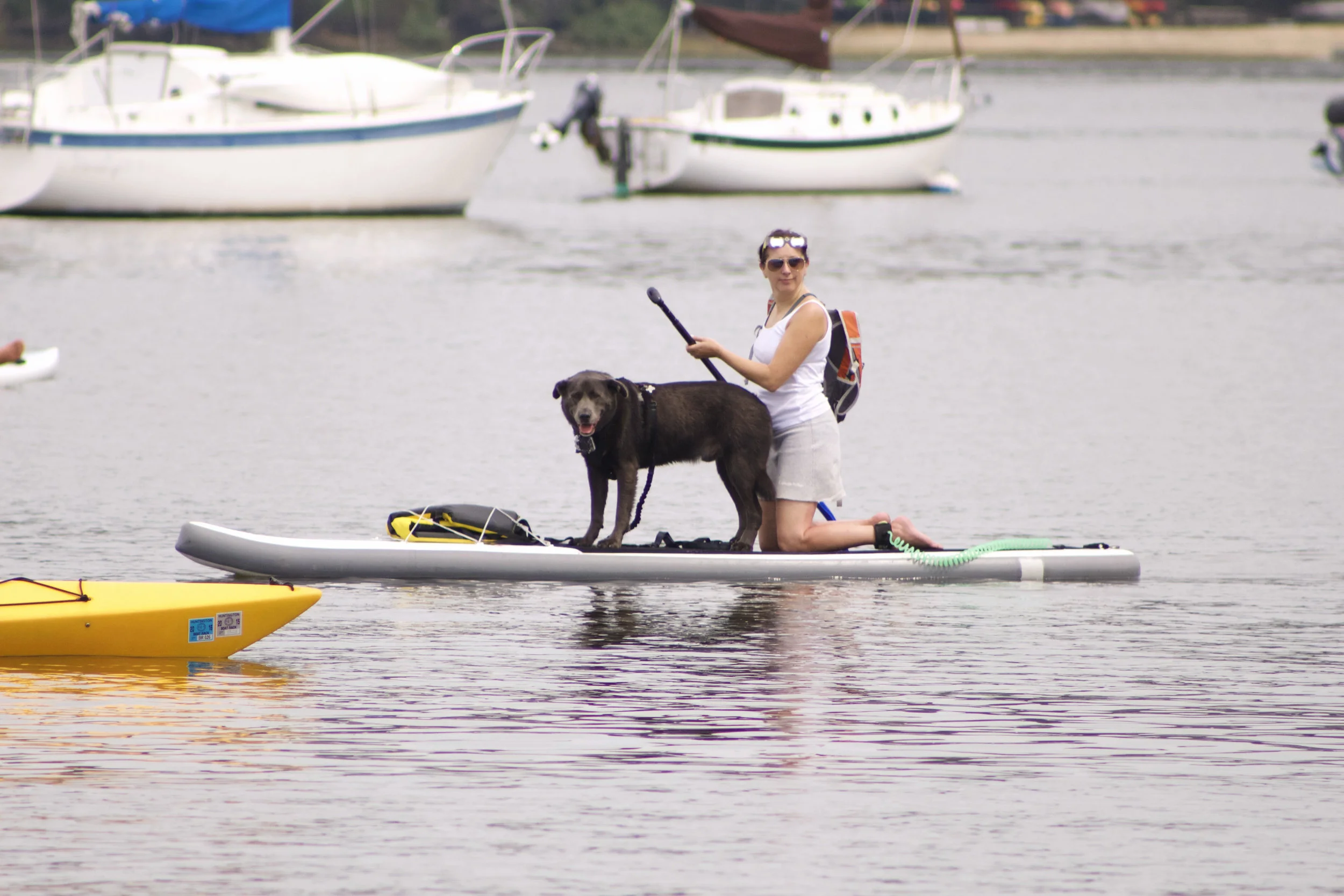   Dog owners brought their furry companions to the "Solar Eclipse Paddle" event.   Long-Islander News photo/Janee Law  