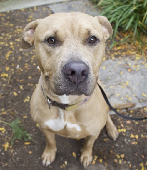 Concho Valley PAWS on X: #PitbullAwarenessMonth October is Pitbull  Awareness Month, and we are offering FREE adoptions for one of the most  misunderstood breeds! *PAWS is not the animal shelter. Paws does