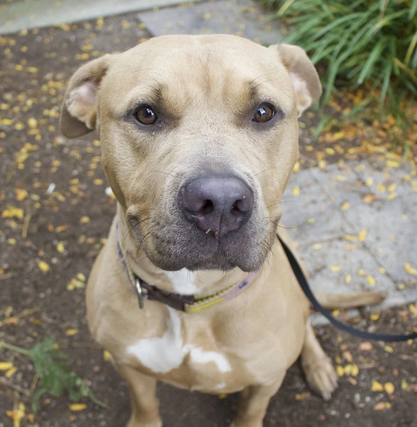 Pit Bull Adoption Fee Waived For Awareness Month