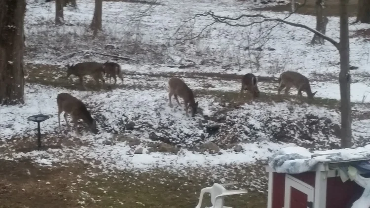 Deer gather on Eatons Neck resident Edward Carr’s property in winter 2014.