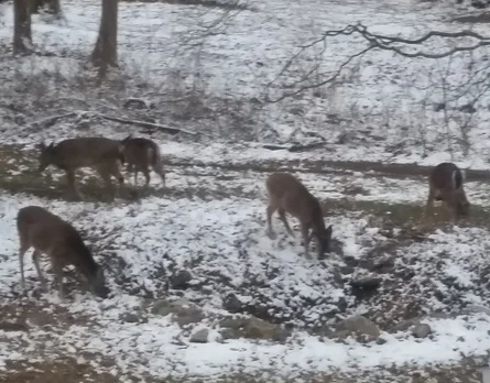 Town of Huntington Board Revises Deer Hunting Regulations
