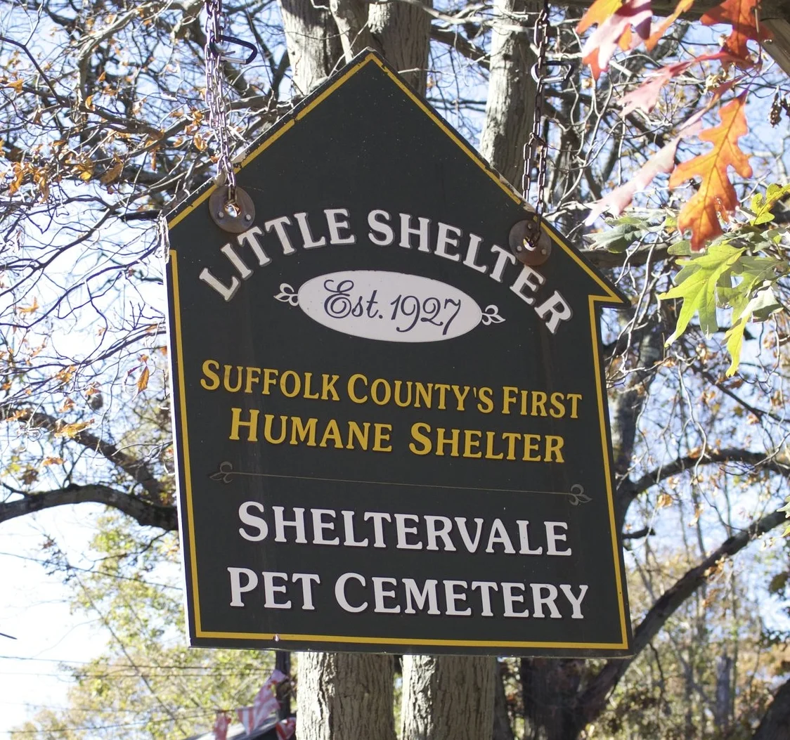 Little Shelter, Big Care: No-Kill Shelter Keeps Saving Animal Lives