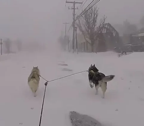 Mushing Through The Snowy Streets