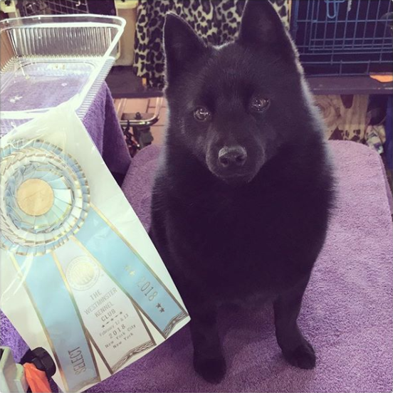 Local Dogs Compete In Westminster Show