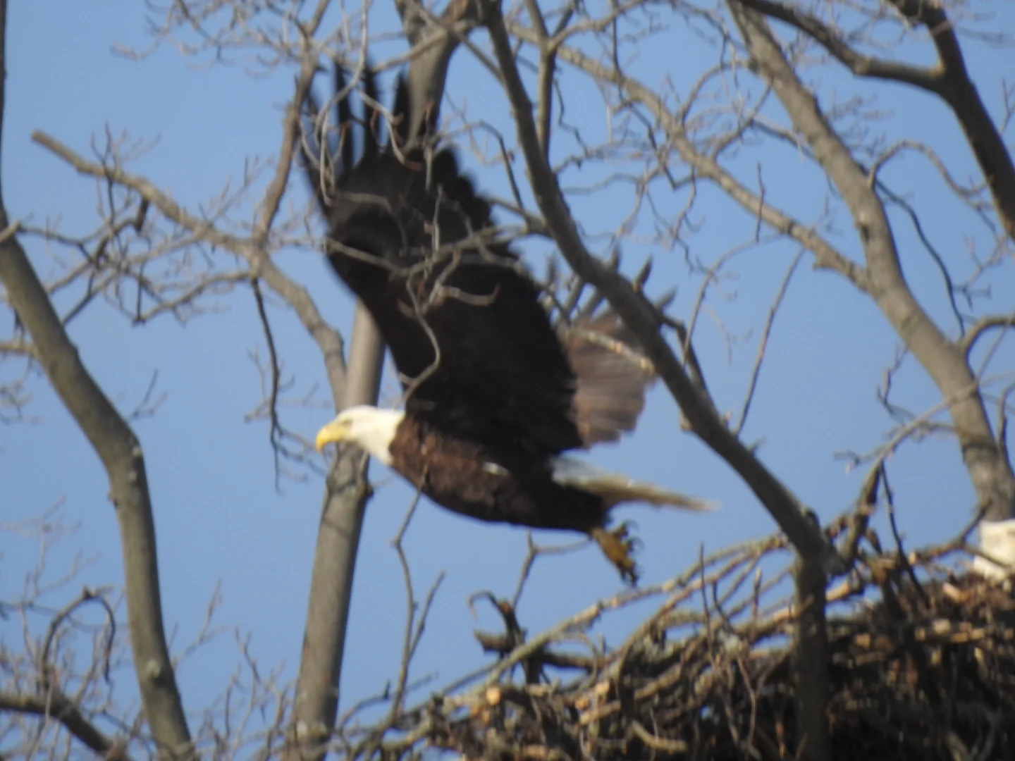 Bald Eagle Pair Attracts Fans In Centerport