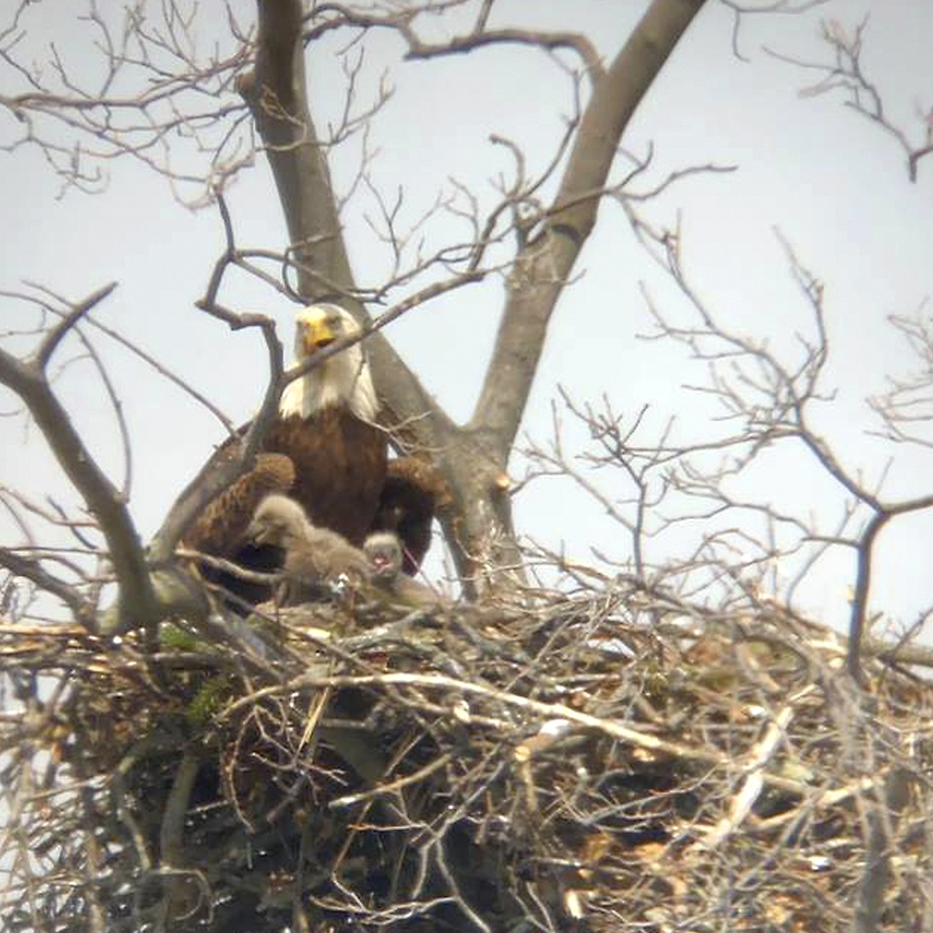 The Eaglets Have Landed In Centerport