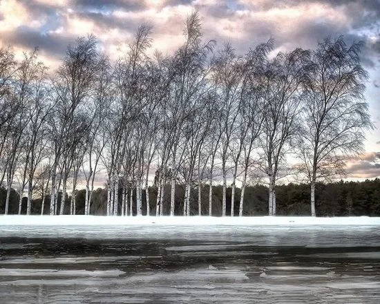   Birches in Winter, Joan Smith  