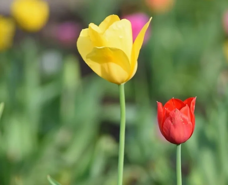 Tiptoeing Through The Tulips At Heckscher