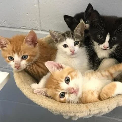 Town's Cat Shelter Re-Opens In East Northport