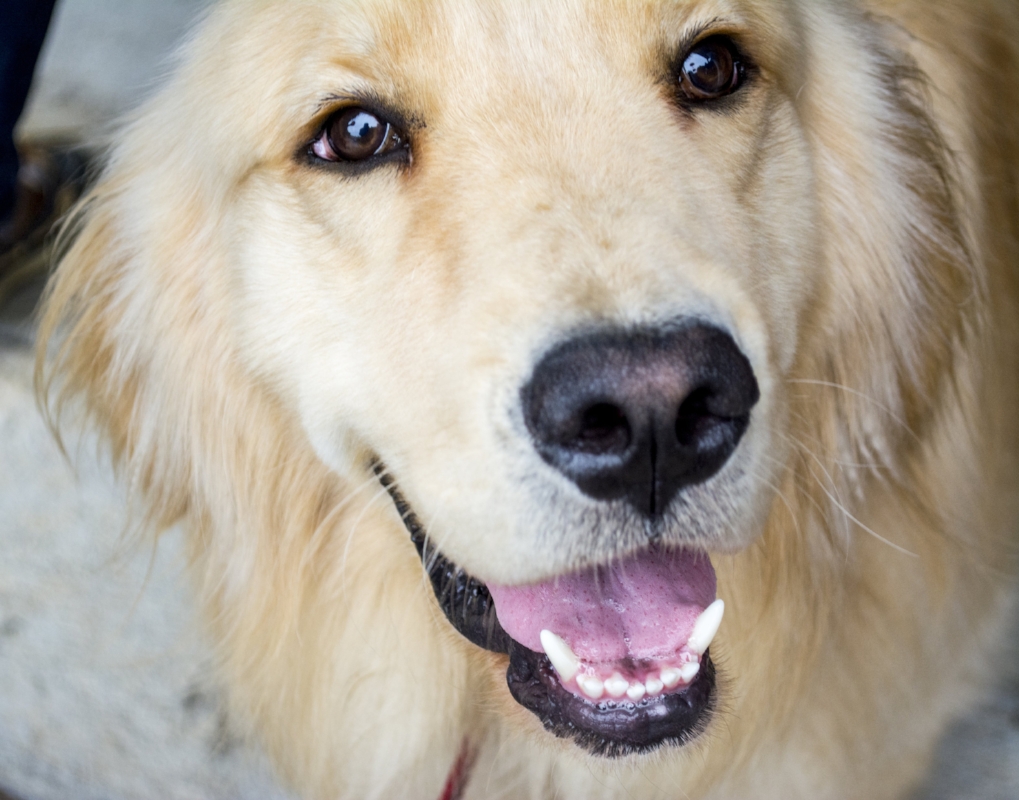   Buddy the Brew Dog is Huntington’s newest celebrity, and is quickly becoming the new best friend of those who traffic his favorite stomping ground, Six Harbors’ tasting room.  