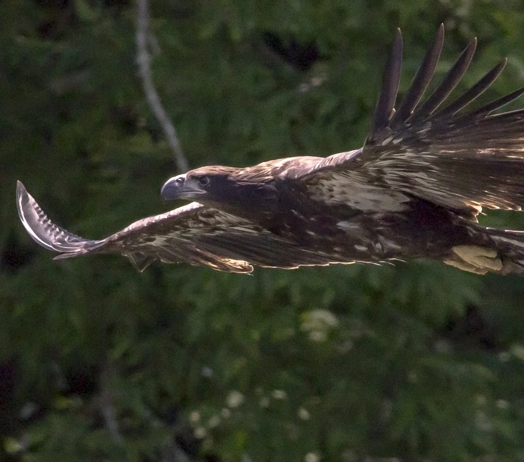 We Have Liftoff: Centerport Eagle Takes Flight