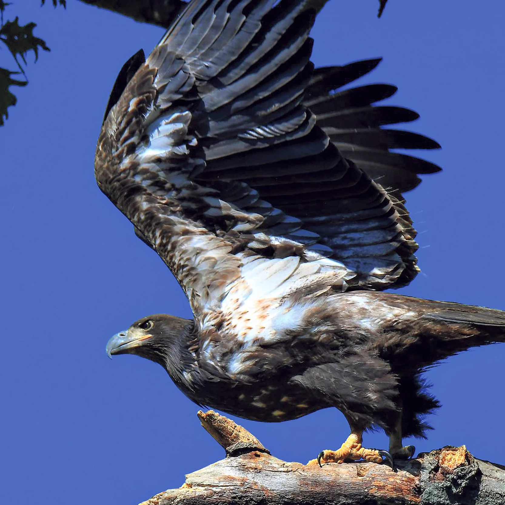 Pols, PSEG Team To Protect Centerport Eagles