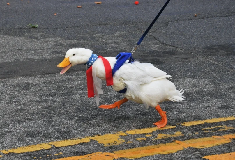  “Donald” the famous Eatons Neck marching duck is all decked out in red, white and blue.  