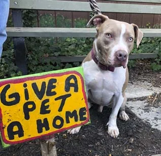 Tristan was rescued from a Babylon shelter.