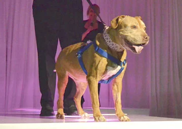 Miss Cleo, a light brown pitbull, came to Little Shelter at 16 years old from the Town of Huntington Animal Shelter, who found her as a stray.