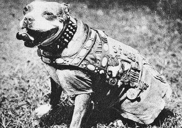 “Sgt. Stubby: An American Hero” tells the story of how a stray who dog became a war hero during WWI. A screening of the film at Cinema Arts Centre on May 4 will benefit the American Legion posts and America’s VetDogs. Photo/Purple Heart Foundation