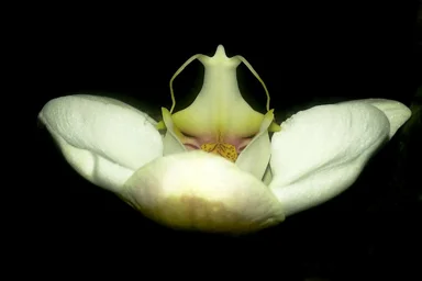 Suspended Beauty, by Andrea M. Gordon