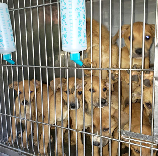Little Shelter's Cross Country Run Saves 30 Pups — Long Islander News
