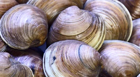 How the clams you buy were taken from local waters cold have a big effect of the health of environmental waters.
