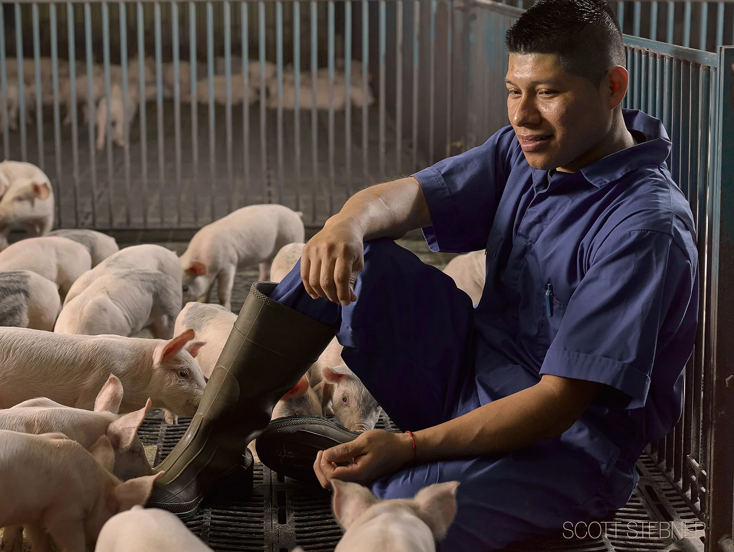 Photographing an American Hog Farm