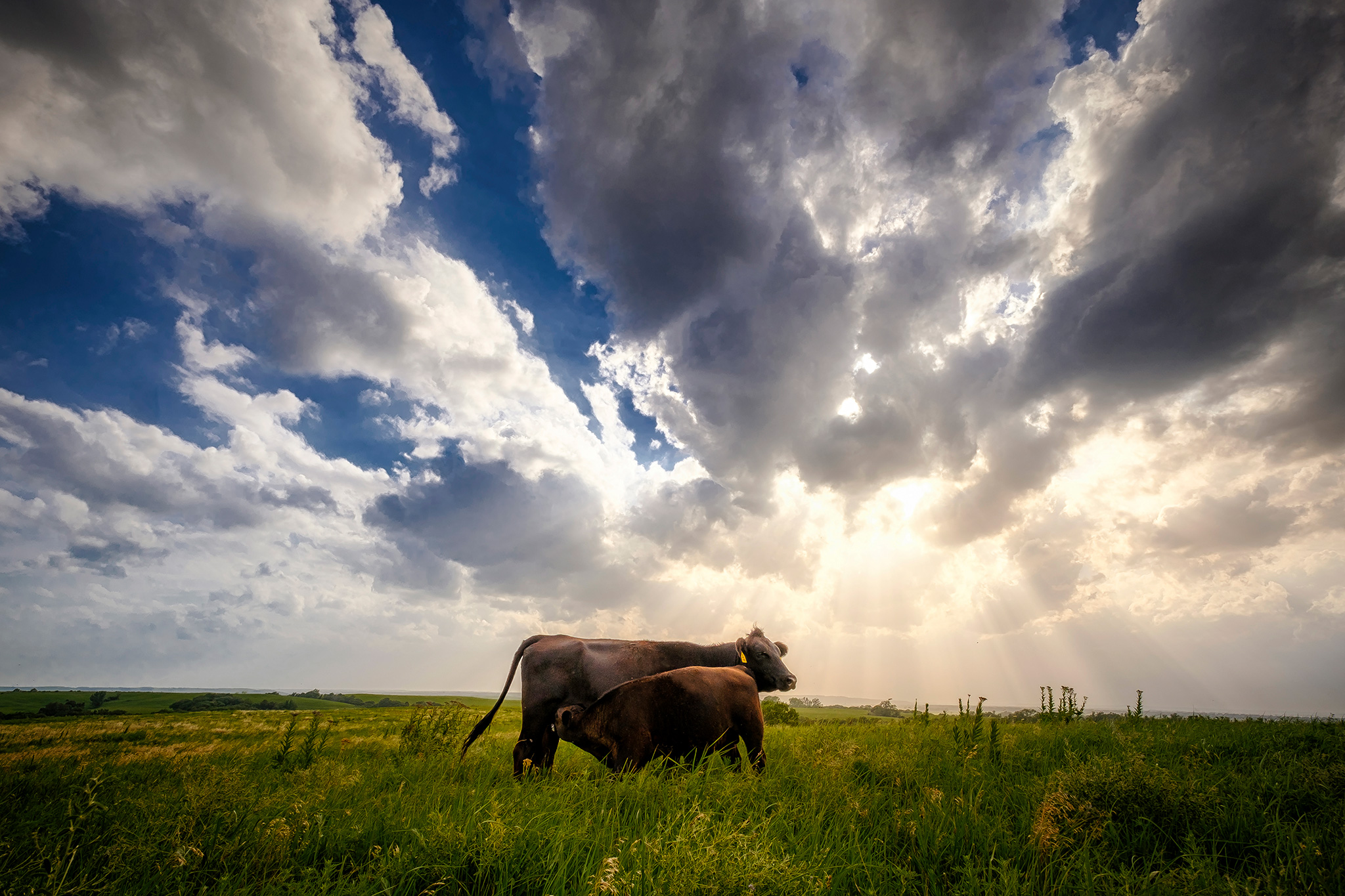 A Simmental calf nurses under a bath of sun rays.